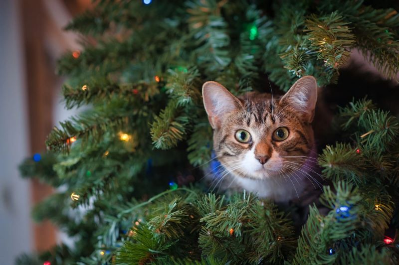 Best ways to care for pre-lit Christmas trees