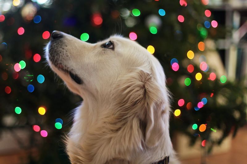 dog with lights background